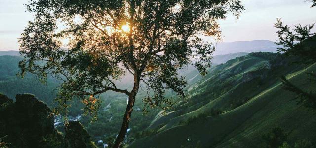 Tree in a Mountain Valley